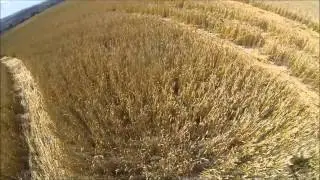 Crop Circle - Etchilhampton Hill, Nr Devizes, Wiltshire. Reported 19th August 2013.