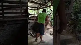 tarongon Kuno xa
