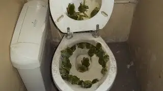 Animal Infestations In Shocking Places