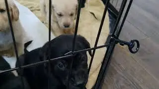 Goldador puppies are moving on up in the world!