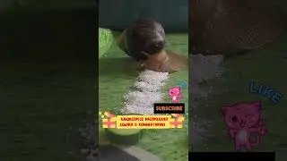 Ахатина гигантская очень любит кальцый