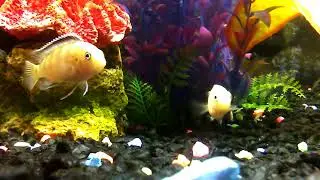 African Cichlids keep breeding
