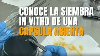 La siembra In vitro de un capsula abierta de orquídea 🔬