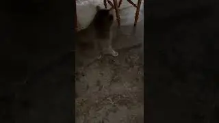 I meow at Tom but he walks away