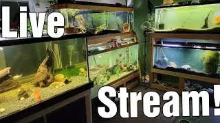 Live Stream With Ians Fish Room