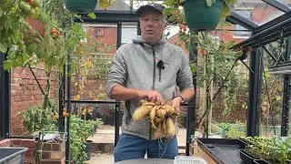 How to grow Yacon ~ including storing and eating these crunchy delights