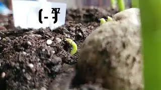 10 hour Time Lapse - Watching My New Potato Plant Sprout