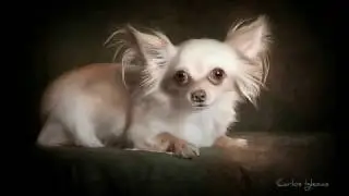 PET PHOTOGRAPHY