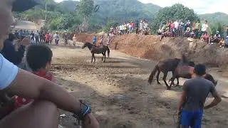 Horse Fight segundo Lang ang Kalaban