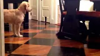 Come on, just come on out so i can get you kitty!!  Golden retriever puppy tries to be engaging.
