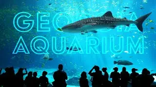 Georgia Aquarium Tour - How to See Everything