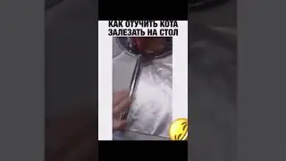 КАК ОТУЧИТЬ КОТА ЗАЛЕЗАТЬ НА СТОЛ И НАУЧИТЬ ЛЕТАТЬ? #рекомендации