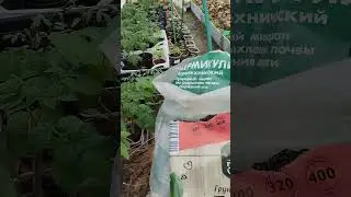 сроки перевалки рассады и в какой грунт