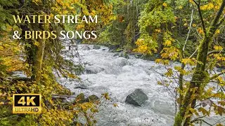 Relaxing River Stream With Birds Songs | Forest and River Soothing Sounds for Study, Meditate, Sleep