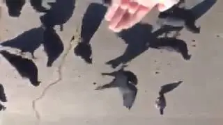 Ирину Ваймер  играет с голубями