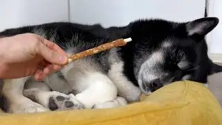 I Put a Treat Right in FRONT Of the Sleeping DOGS and CATS! Husky's funny reaction