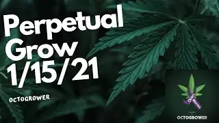 Prepetual Grow Update 1-15-21 | Octogrower