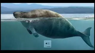 STELLAR SEA COW – THE OZONE FACTOR WEB SERIES