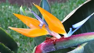 Ecco i fiori dai mille colori.