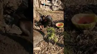 Кролики в вольере. 12.11.2021