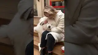 Как проходят съемки с собакой 🥺 inst и telegram: samoed_spb