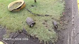 Rancho nova vida / Areia PB