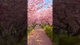What Spring In Japan Looks Like #japantravel #travel #places #cherryblossom