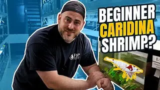 Caridina Shrimp for BEGINNERS [Shrimp Keeping Guide]