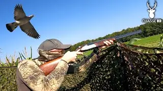 PIGEON SHOOTING IN COUPLE ! BEAUTIFUL OPENING