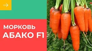 Морковь Абако F1 Seminis