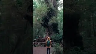 Whispers of the Forest: 1000-Year-Old Cedar's Wisdom 🌲