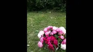 Бело - розовые тона на зеленом фоне...