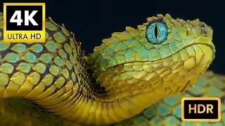 Pure Relaxation: Majestic Snake in Crystal Clear 4K
