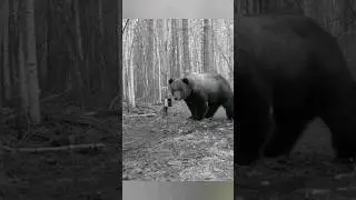 ВОТ ТАКИЕ ХОМЯЧКИ НАБЛЮДАЮТ, ПОКА ПРОВЕРЯЮ ФОТОЛОВУШКИ.