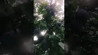Вот это урожай слив!!! Ветки  усыпаны сливами!
