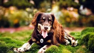 Funny dogs 😘 Cats and Dogs 😁