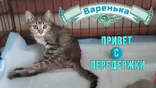 Варенька. Привет с передержки.