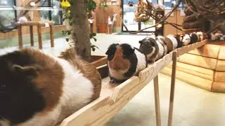 LIVE PLAY? ON GUINEA PIG BRIDGE
