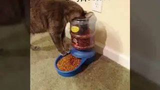 Кошачья логика.  😼  логика?  Не не слышал! 💁