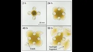 Abigail Plummer: Obstructed swelling and fracture of hydrogels