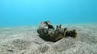 Up close and personal with an Aplysia dactylomela (spotted sea hare)