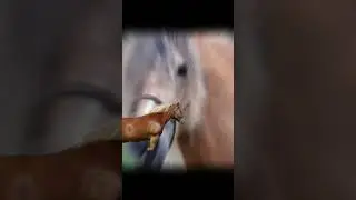 ✨MY OBSASSION ✨ #edit #horse #musicvideo #universal #cute #horses #shorts