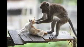 RIP VINE Compilation (Animal Edition)
