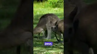 Jumping Giants: Incredible Kangaroo Facts Revealed! 8K ULTRA HD 60FPS #8kultrahd