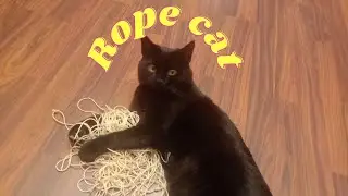 Rope cat