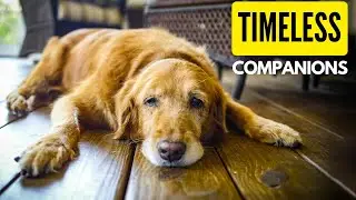 Unconditional Love Never Gets Old: Celebrating the Unbreakable Bond with a Senior Dog.