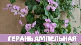 Pelargonium Ivy-leaved Ampelous, Care
