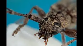 Canon MP-E Macro Photography Tutorial