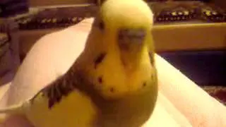 Папугай Гоша Parrot Gosha