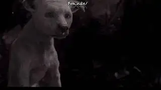 VOCÊ NASCEU ERRADO - MOGLI